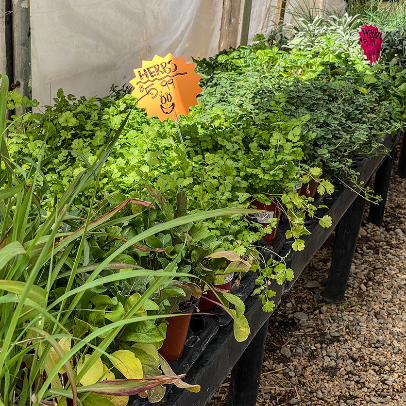 Jericho Nursery | Wall O’ Bulbs & Truck O’ Trees