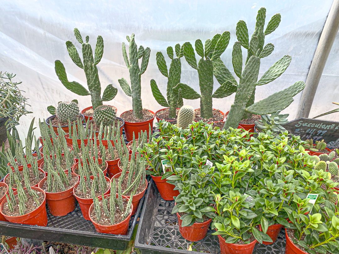 Jericho Nursery | From Peperomias to Philodendrons Jericho Nursery | From Peperomias to Philodendrons