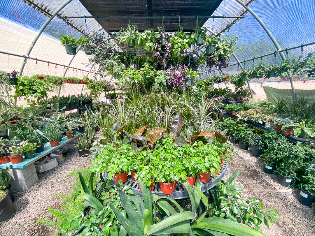 Jericho Nursery | From Peperomias to Philodendrons Jericho Nursery | From Peperomias to Philodendrons
