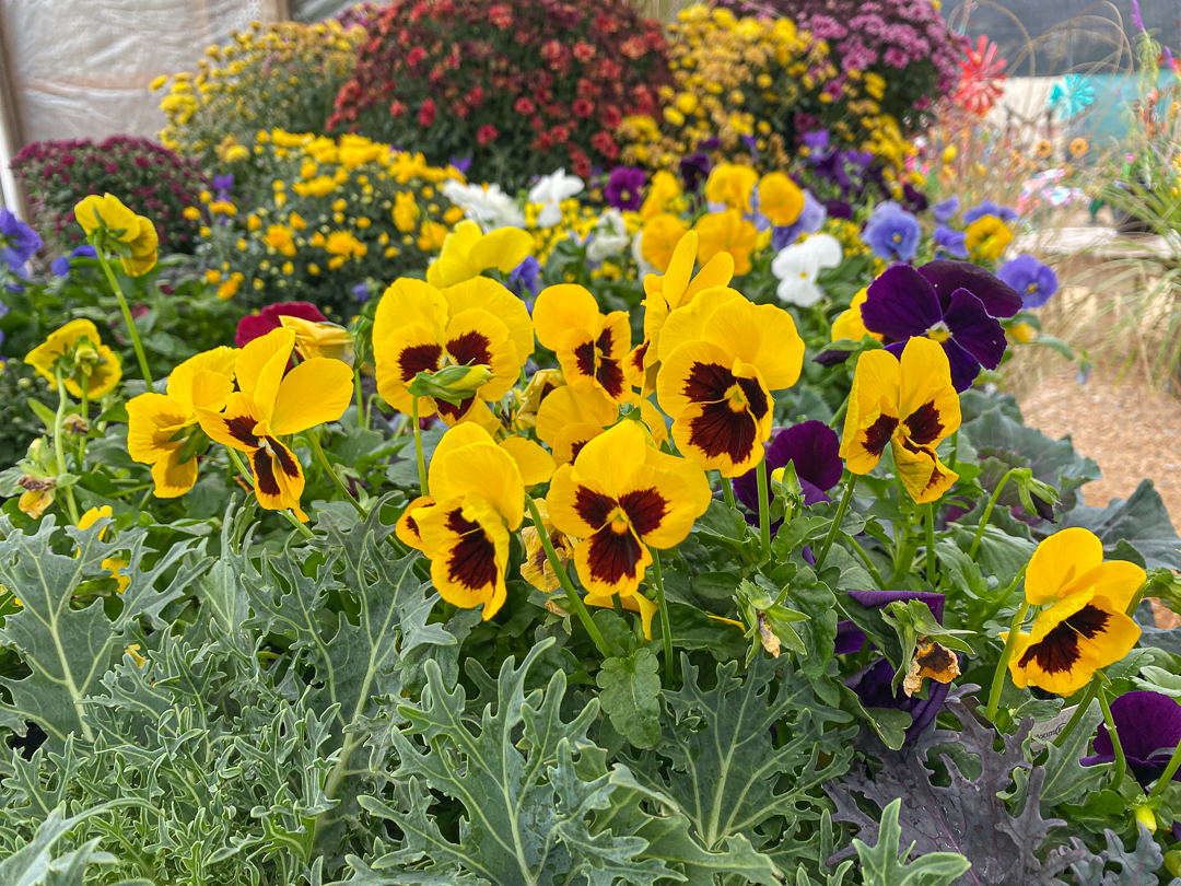 Jericho Nursery | Fall is for planting… and we TRIPLE guarantee it! Jericho Nursery | Fall is for planting… and we TRIPLE guarantee it!