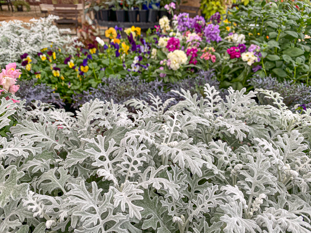 Jericho Nursery | Fall is for planting… and we TRIPLE guarantee it! Jericho Nursery | Fall is for planting… and we TRIPLE guarantee it!