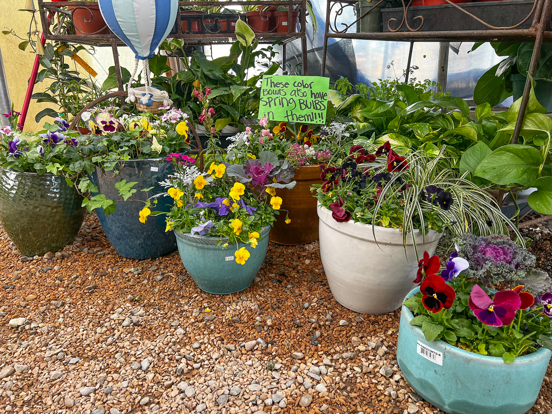 Jericho Nursery | Come See the Beautiful NEW…. Jericho Nursery | Come See the Beautiful NEW….