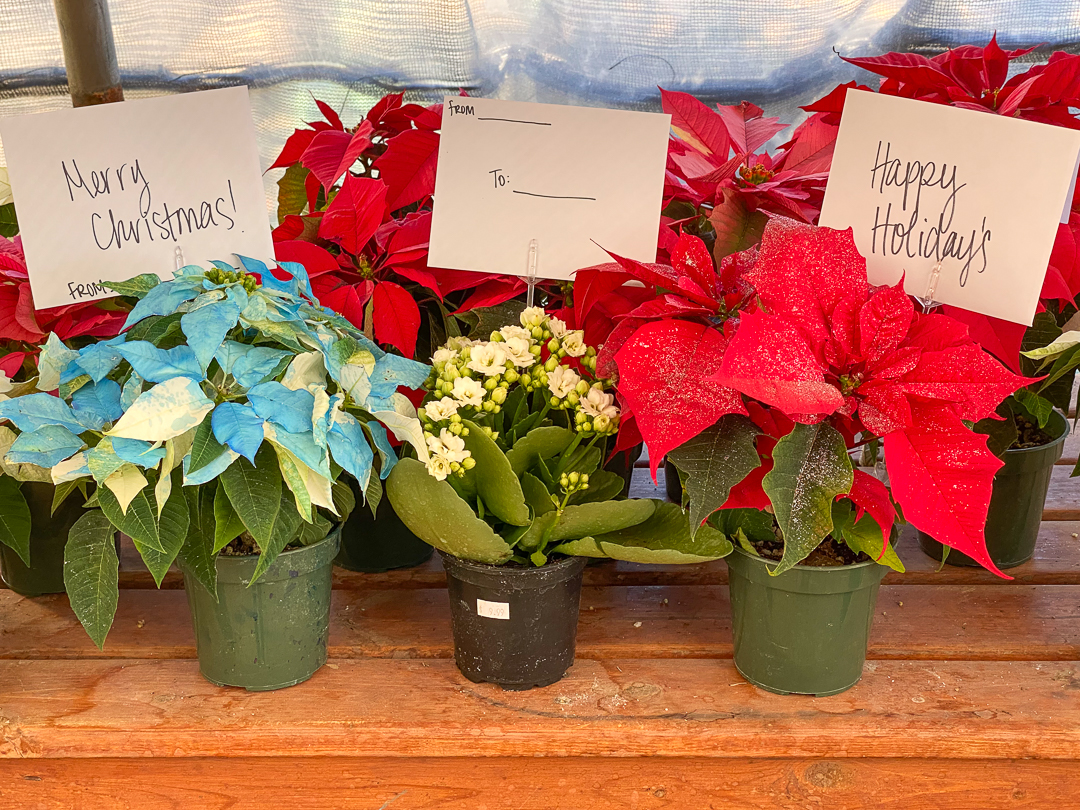 Jericho Nursery | Thank You. Jericho Nursery | Thank You.