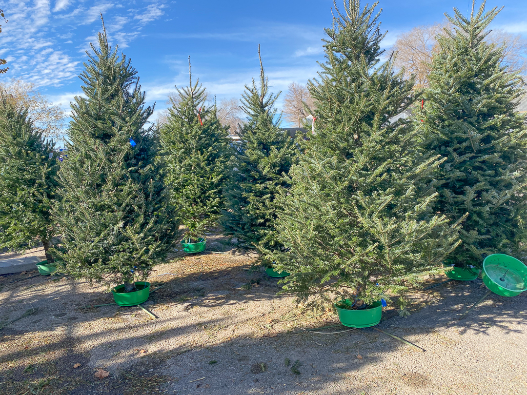 Jericho Nursery | This Christmas Thing is in FULL SWING! Jericho Nursery | This Christmas Thing is in FULL SWING!