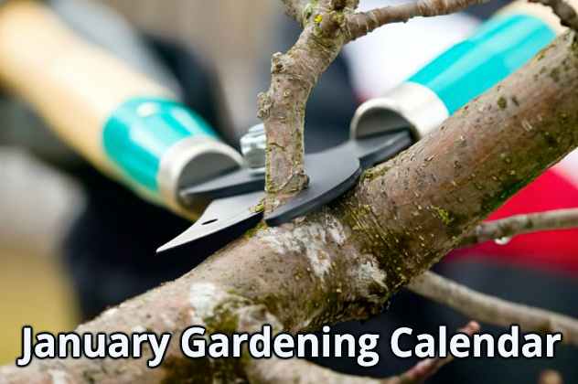 Jericho Nursery | January Gardening Calendar Jericho Nursery | January Gardening Calendar