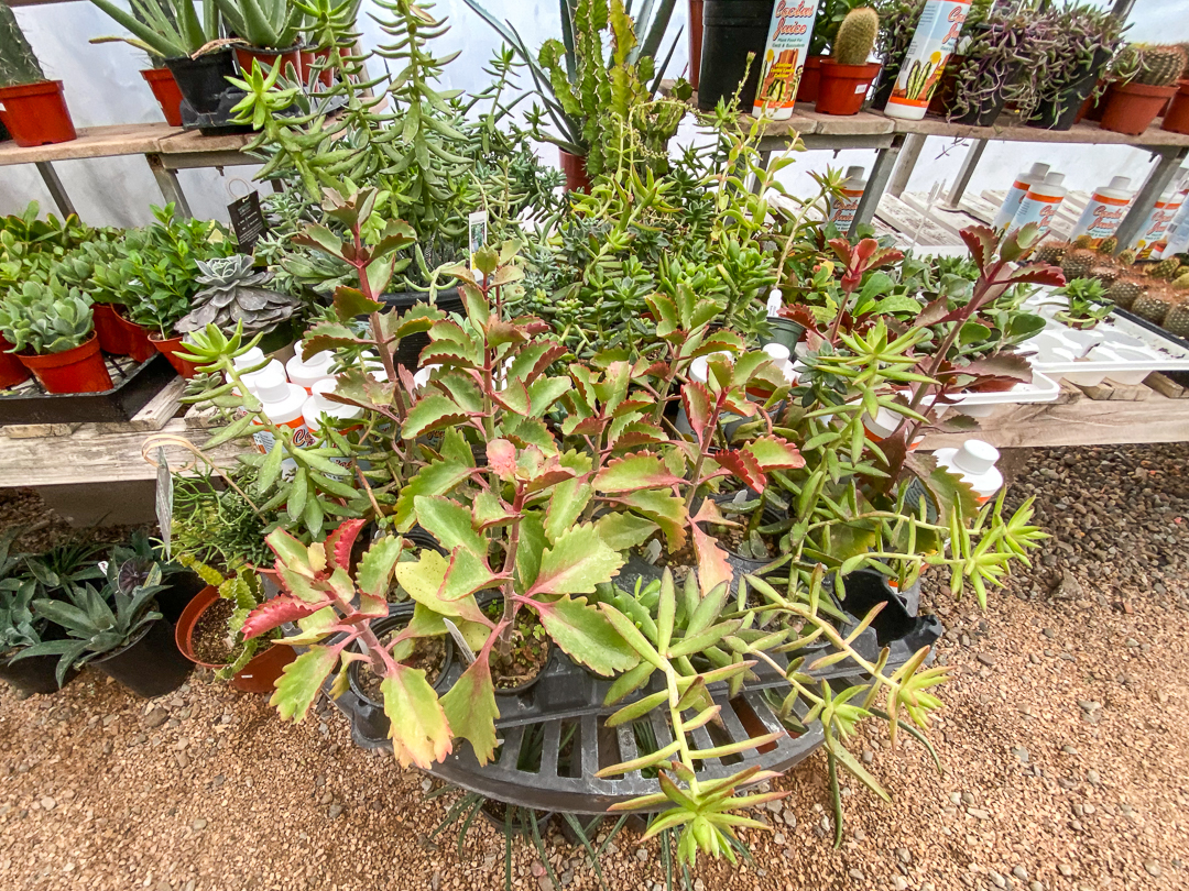 Jericho Nursery | old Home Page Jericho Nursery | old Home Page