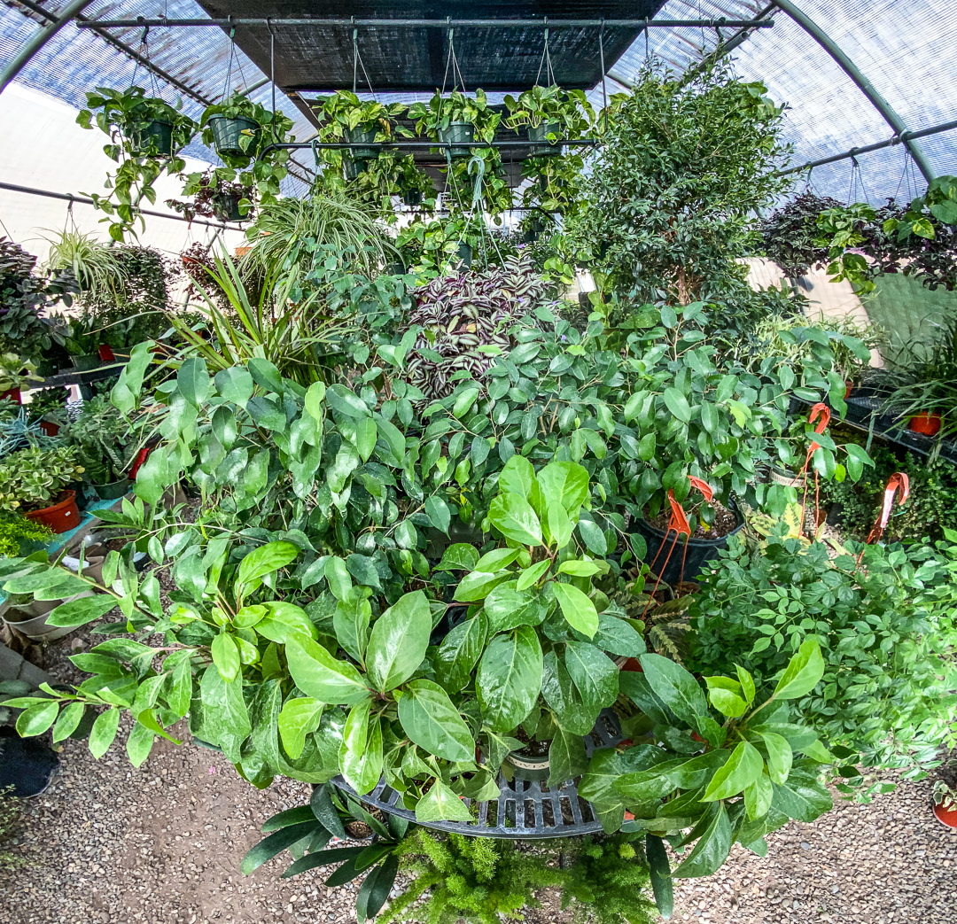 Jericho Nursery | old Home Page Jericho Nursery | old Home Page