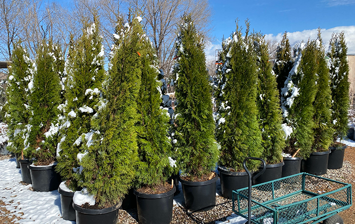 Jericho Nursery | Think GREEN. Jericho Nursery | Think GREEN.