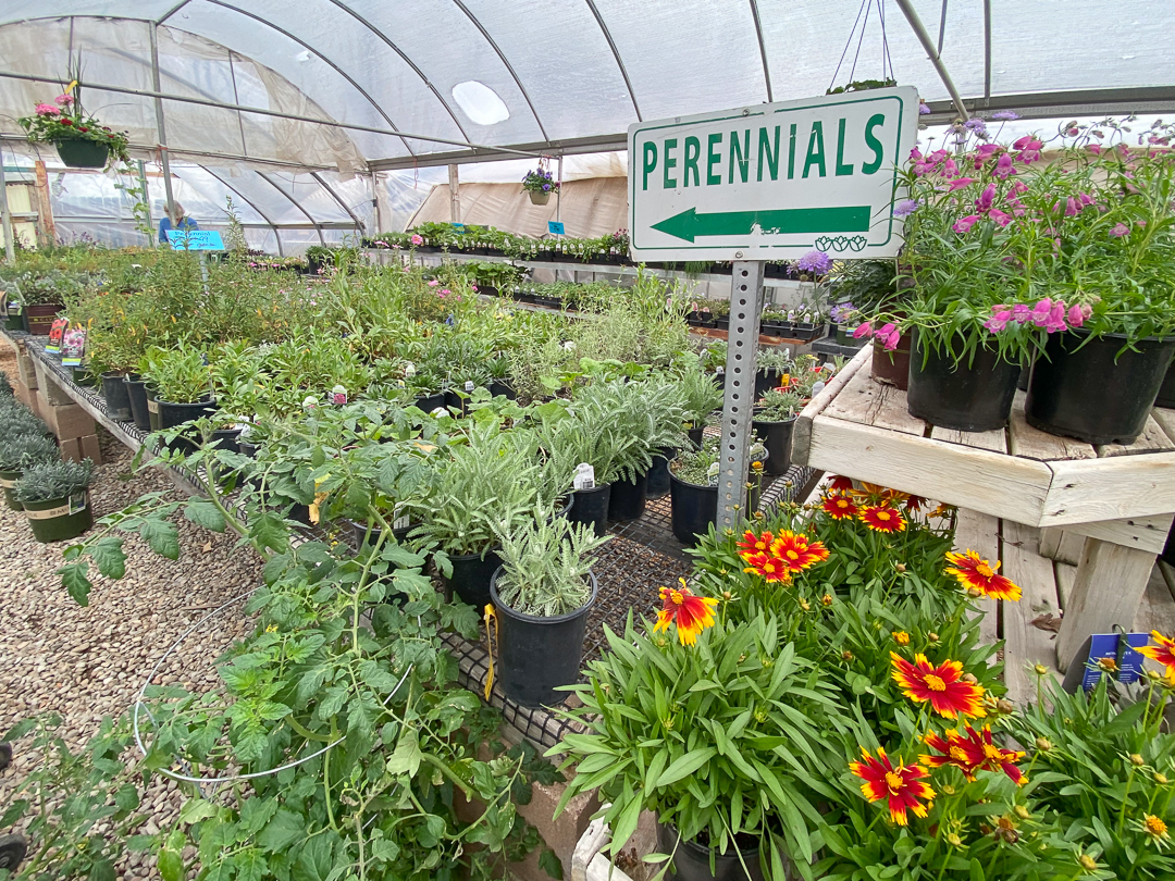 Jericho Nursery | In the Full Swing of Spring