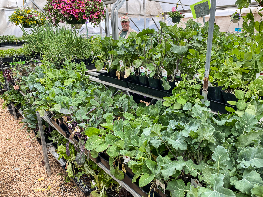 Jericho Nursery | In the Full Swing of Spring