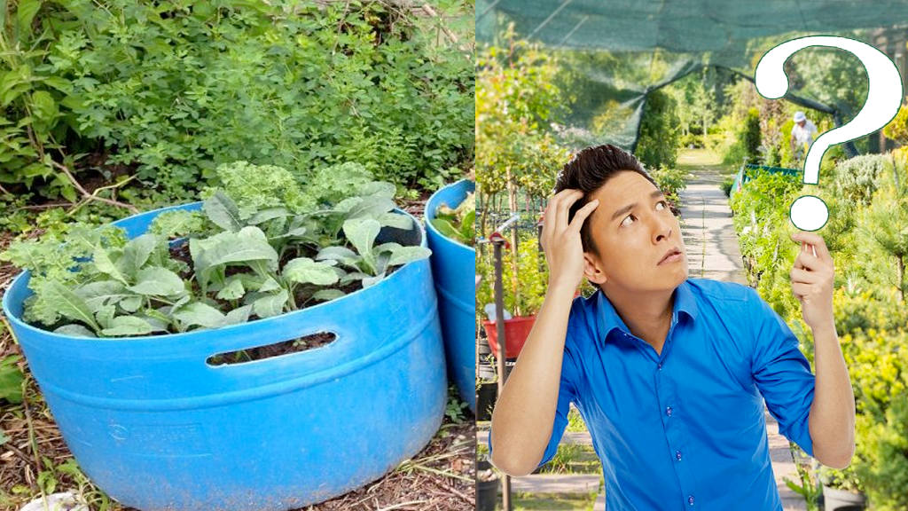 Jericho Nursery | Remember “FULL SERVICE”? Jericho Nursery | Remember “FULL SERVICE”?