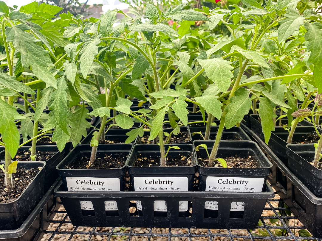 Jericho Nursery | Good News… Bad News