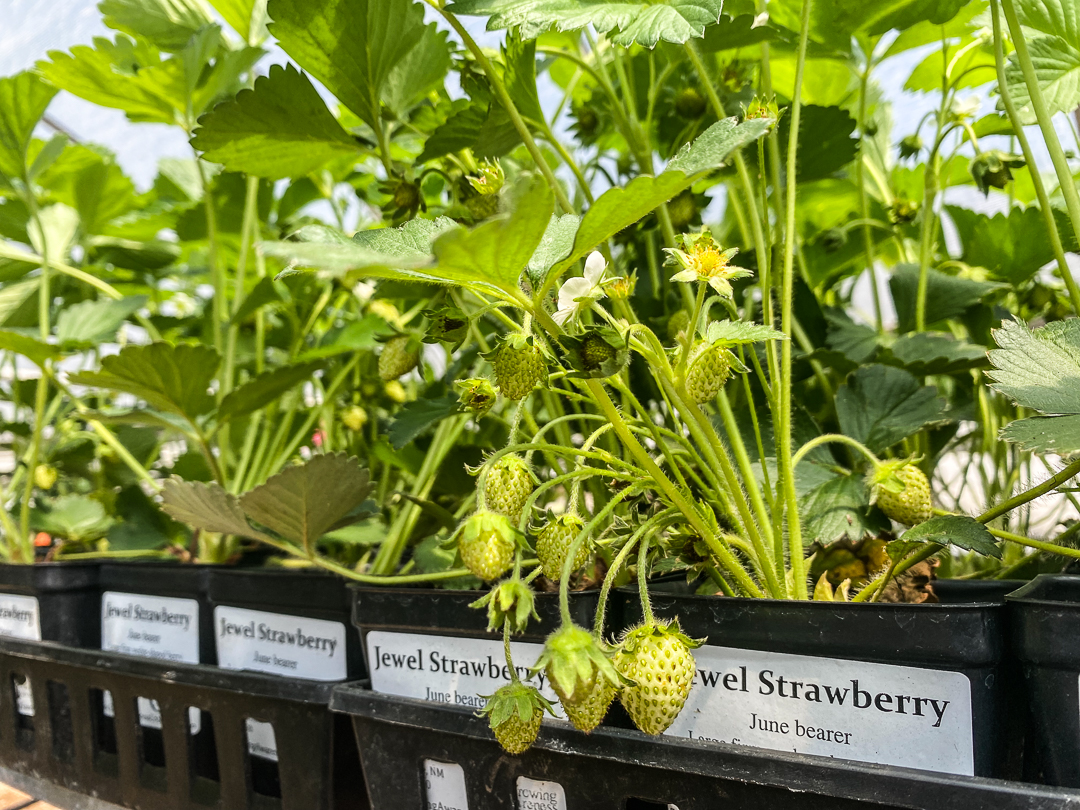 Jericho Nursery | Good News… Bad News
