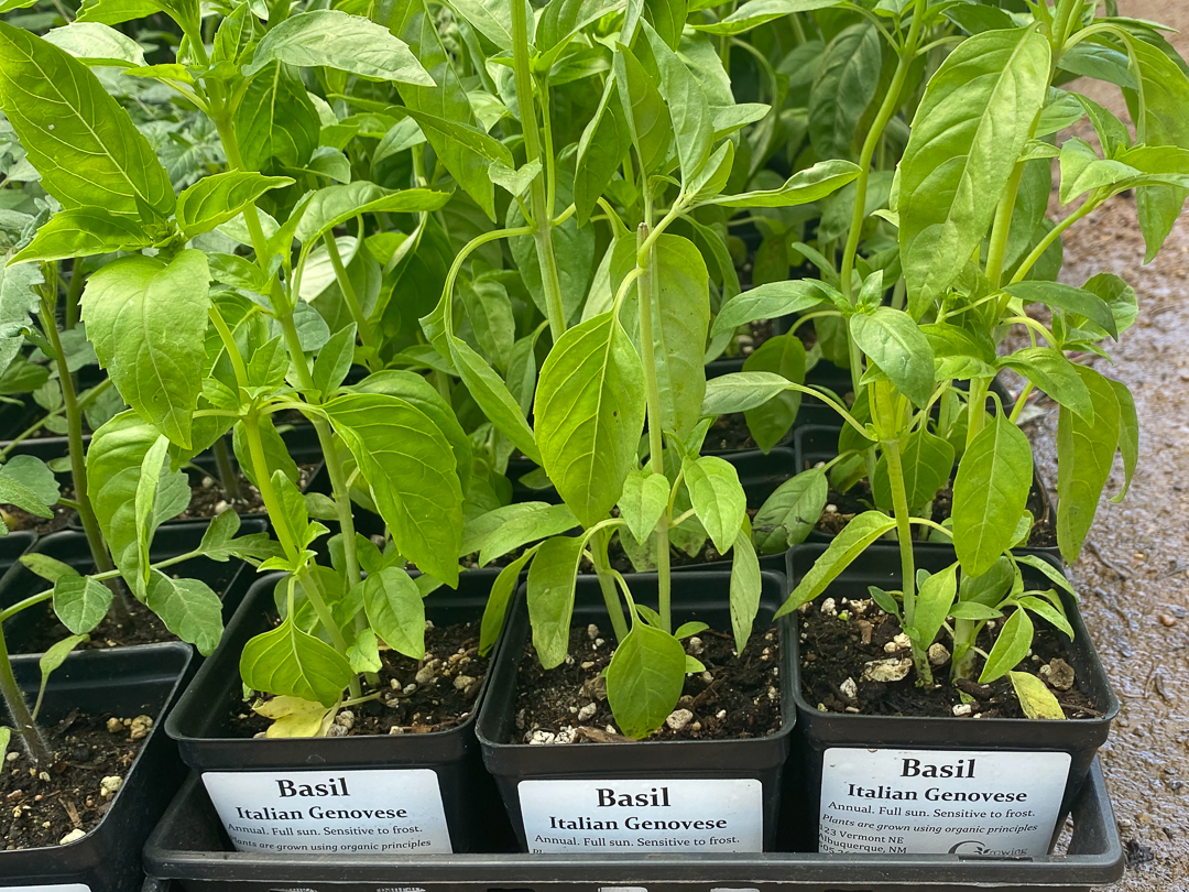 Jericho Nursery | Good News… Bad News