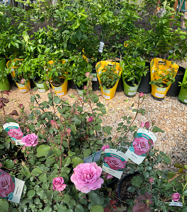 Jericho Nursery | Hello, Sweet Tart Jericho Nursery | Hello, Sweet Tart