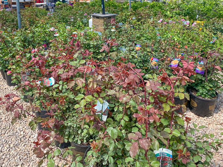 Jericho Nursery | Hello, Sweet Tart Jericho Nursery | Hello, Sweet Tart