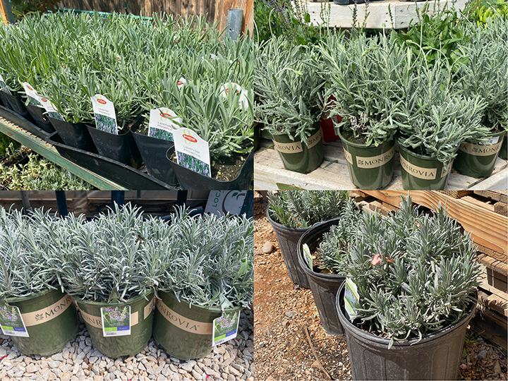 Jericho Nursery | Good News… Bad News