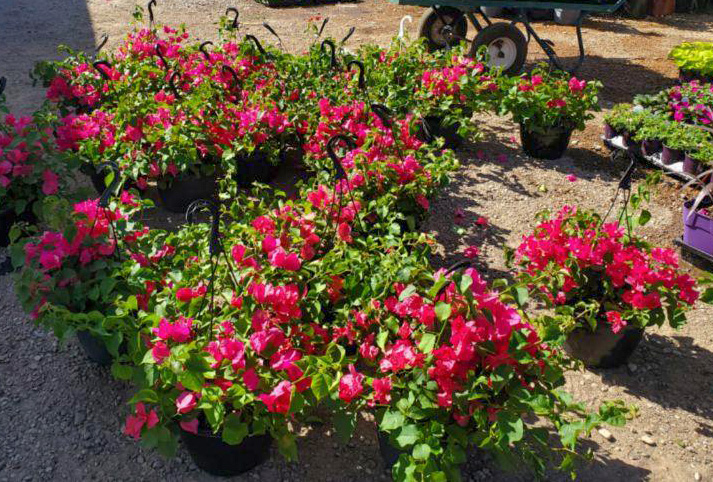 Jericho Nursery | Good News… Bad News
