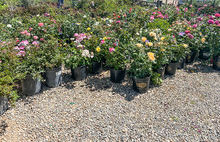 Jericho Nursery | Good News… Bad News
