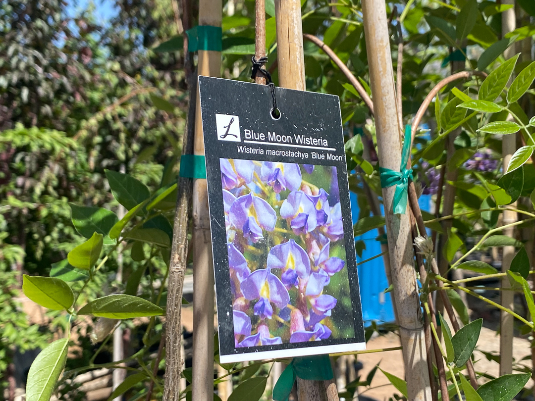 Jericho Nursery | Good News… Bad News