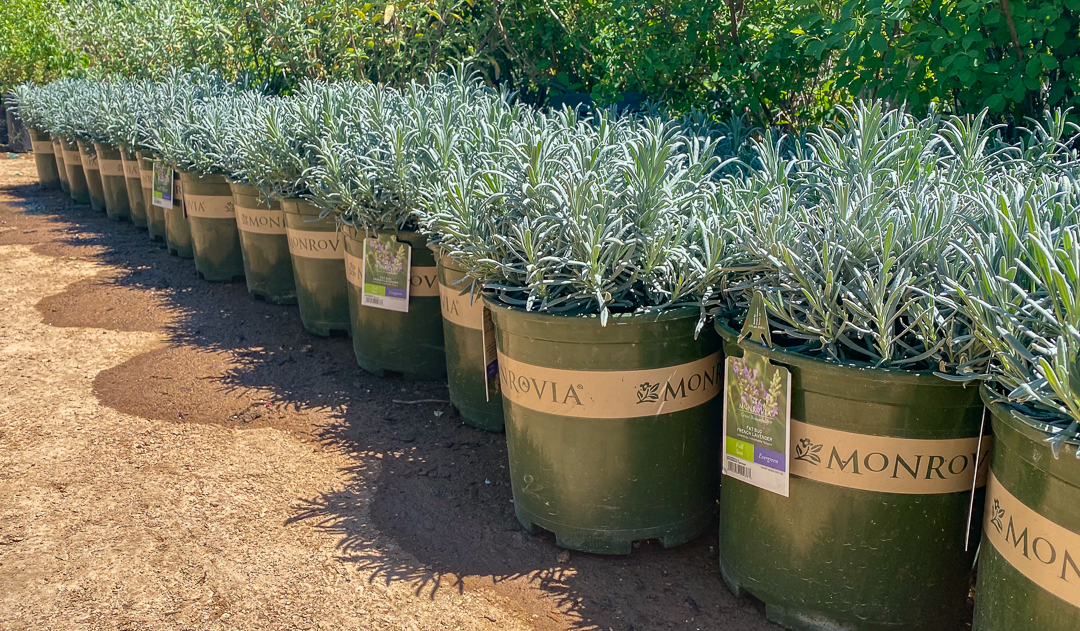 Jericho Nursery | The PLANTS just keep on coming… Jericho Nursery | The PLANTS just keep on coming…