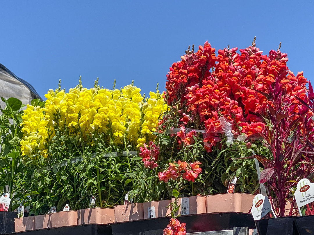 Jericho Nursery | The PLANTS just keep on coming… Jericho Nursery | The PLANTS just keep on coming…