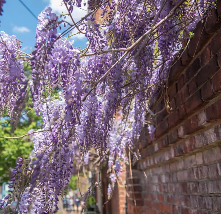 Jericho Nursery | The PLANTS just keep on coming… Jericho Nursery | The PLANTS just keep on coming…