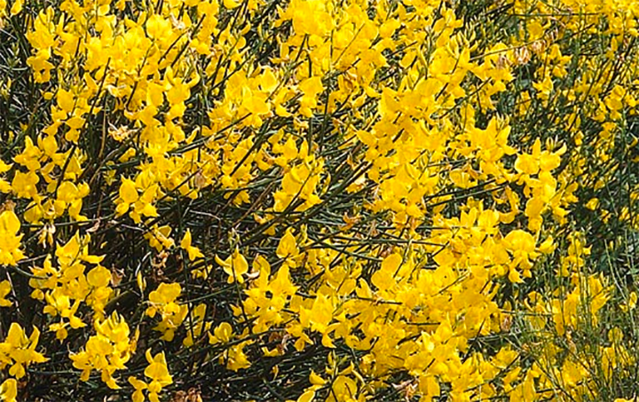 Jericho Nursery | The PLANTS just keep on coming… Jericho Nursery | The PLANTS just keep on coming…