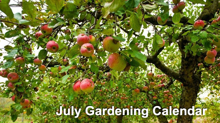 Jericho Nursery | July Gardening Calendar