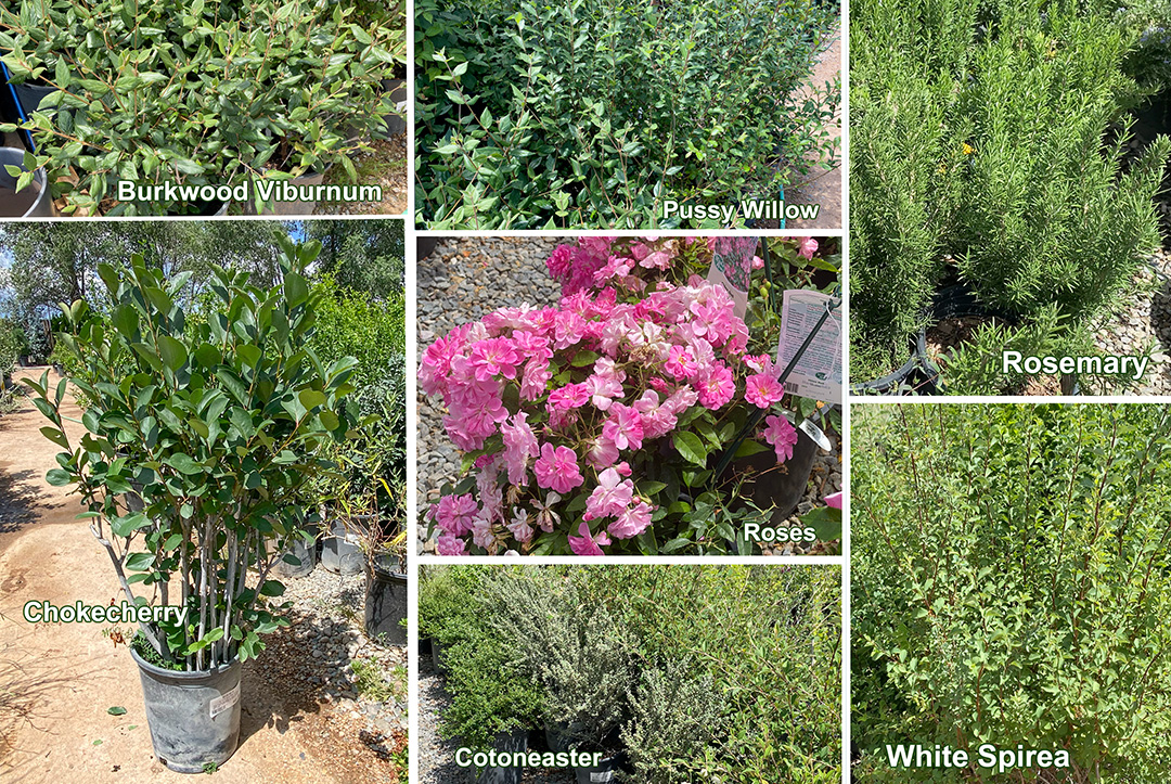 Jericho Nursery | Rain Brings More than Water…