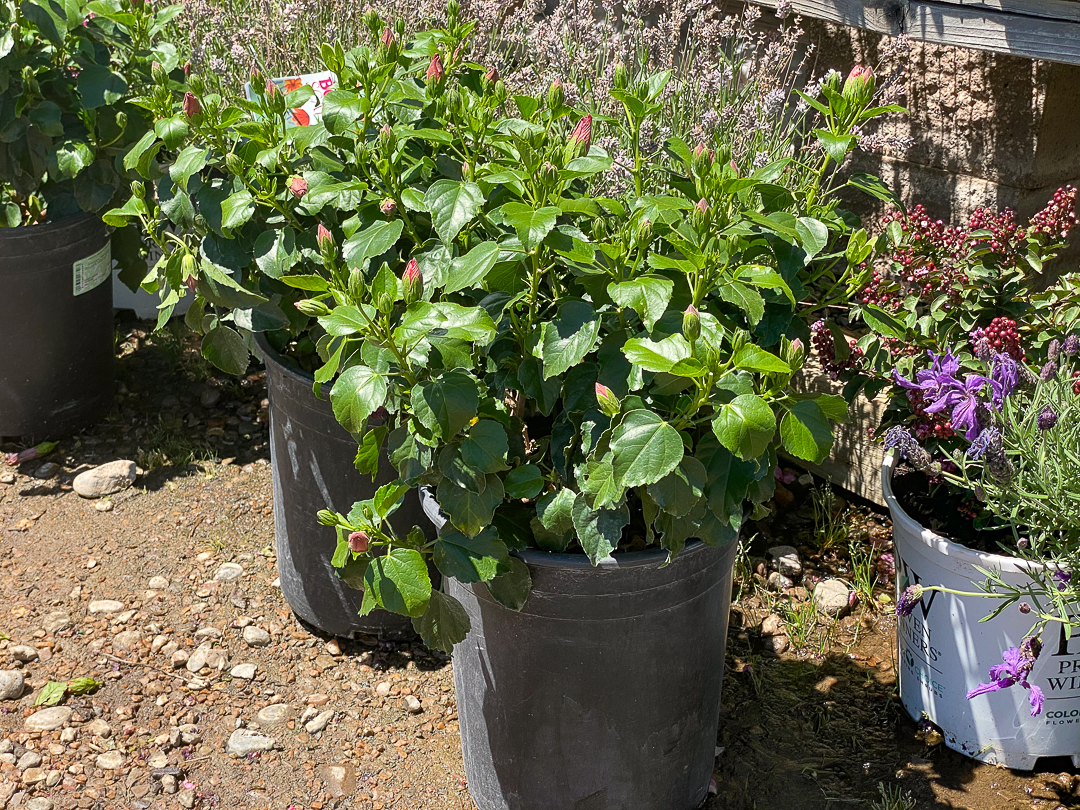 Jericho Nursery | Hot Week Ahead – Hot Sale This Week!