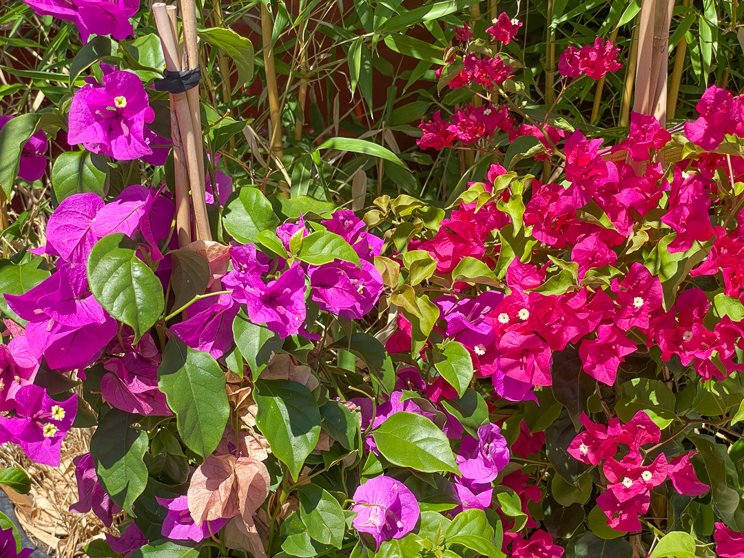 Jericho Nursery | Hot Week Ahead – Hot Sale This Week!