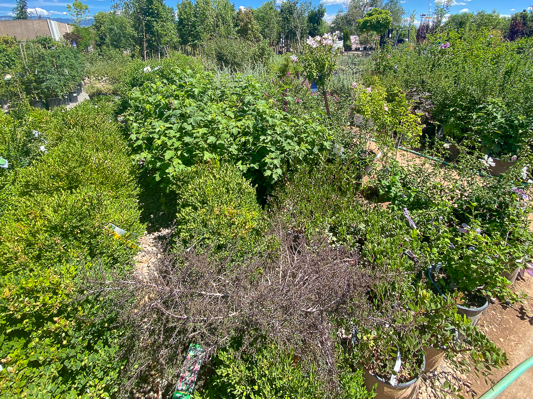Jericho Nursery | Hot Week Ahead – Hot Sale This Week!
