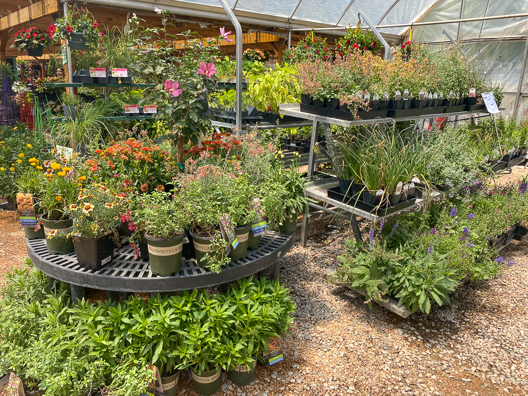 Jericho Nursery | Flash Sale Jericho Nursery | Flash Sale