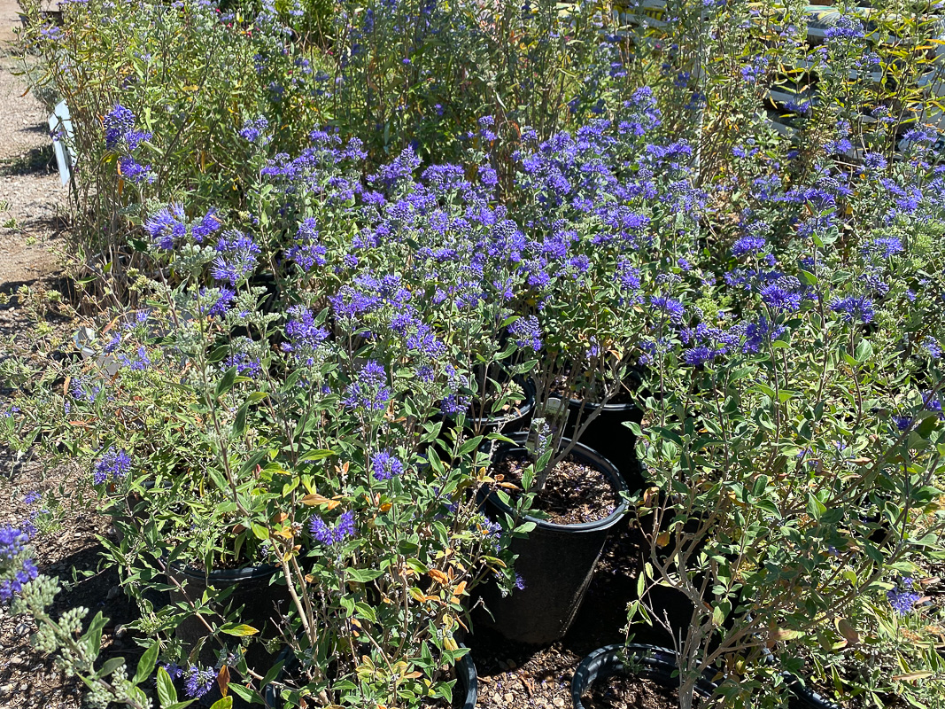 Jericho Nursery | As busy as… Jericho Nursery | As busy as…