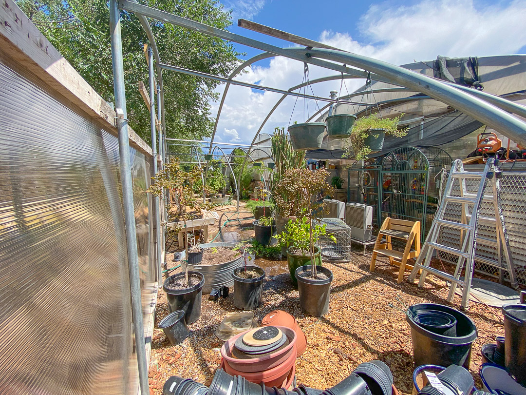 Jericho Nursery | ABCWUA has a plan to help you pay for Texas sage…