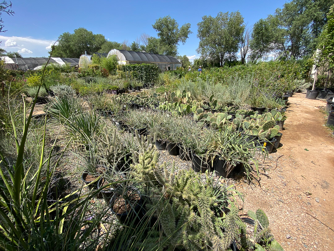 Jericho Nursery | ABCWUA has a plan to help you pay for Texas sage…
