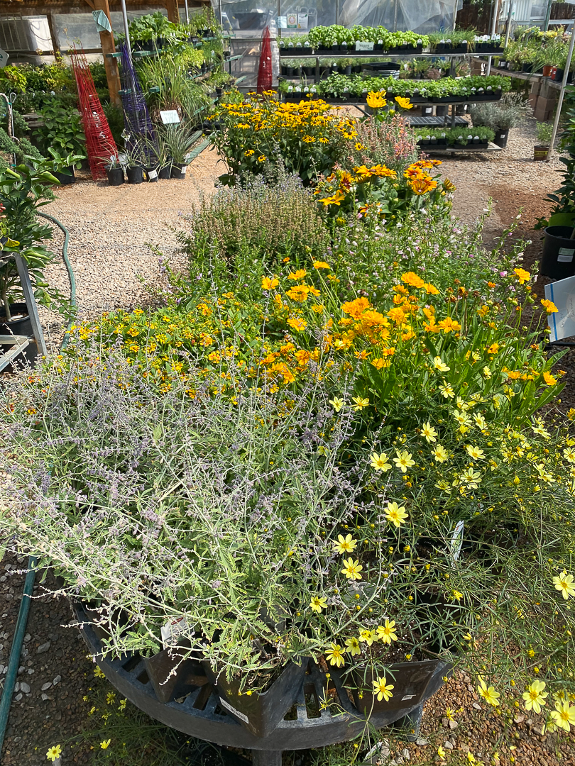 Jericho Nursery | The Gardeners Trust…