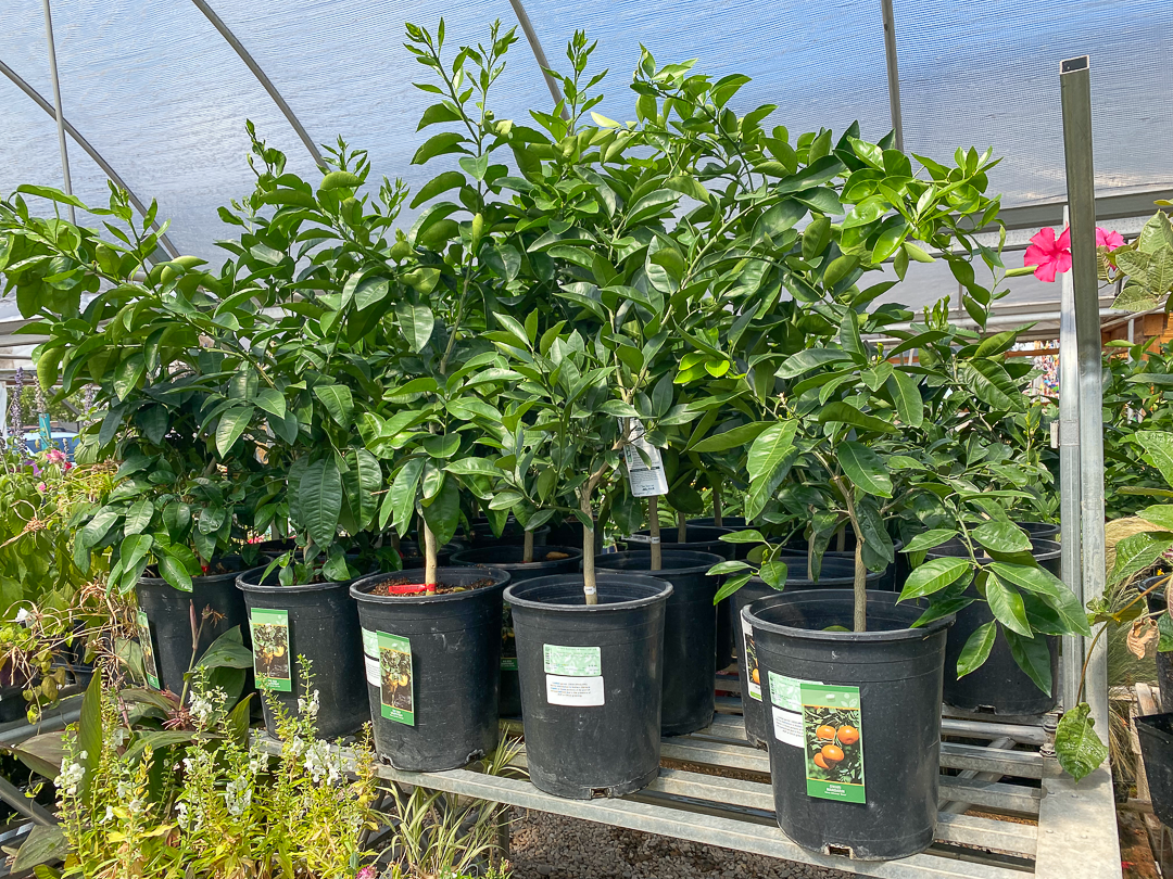 Jericho Nursery | The Gardeners Trust…