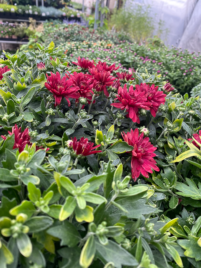 Jericho Nursery | It’s the best time of the year to…