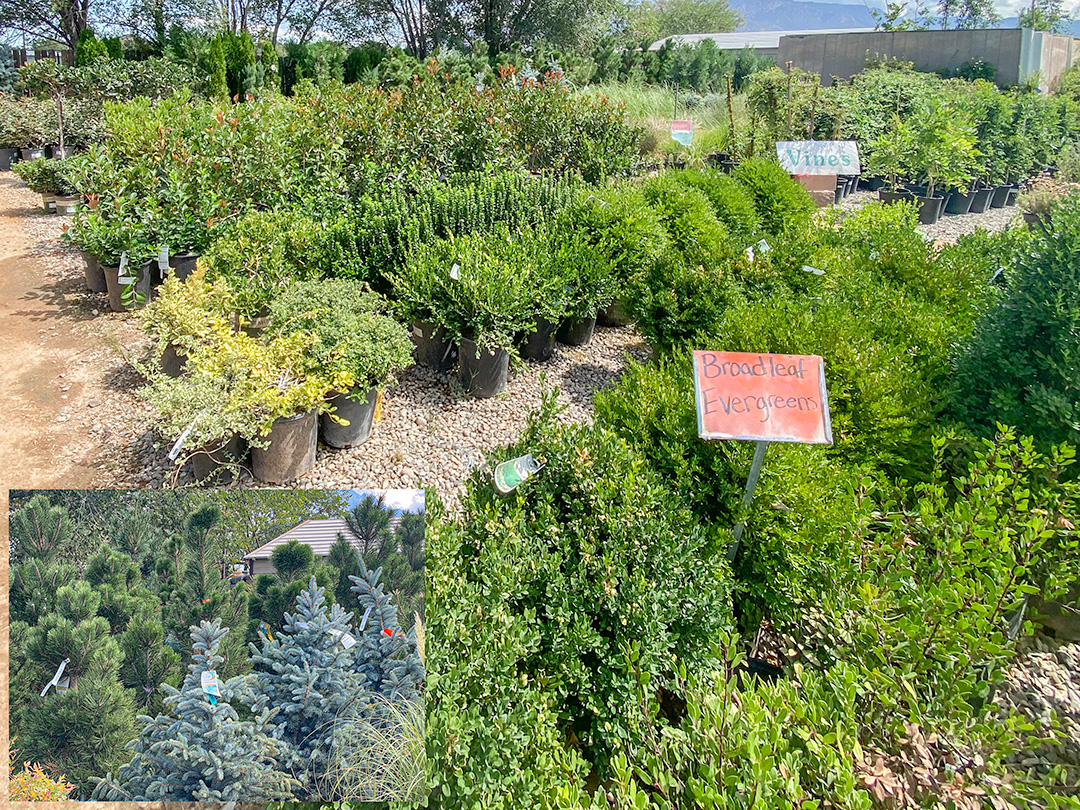 Jericho Nursery | How do you like your COLOR? Jericho Nursery | How do you like your COLOR?