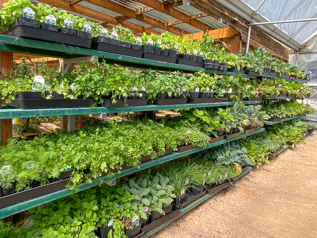 Jericho Nursery | We’re PUMPED! Jericho Nursery | We’re PUMPED!