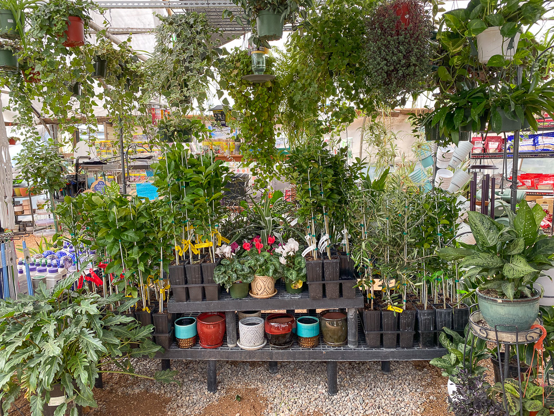 Jericho Nursery | We’re PUMPED! Jericho Nursery | We’re PUMPED!