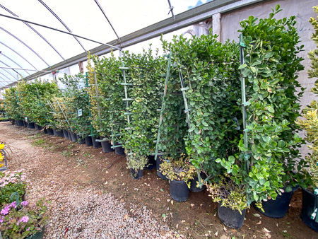 Jericho Nursery | FALL is in the AIR Jericho Nursery | FALL is in the AIR