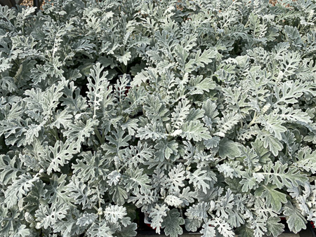 Jericho Nursery | FALL is in the AIR Jericho Nursery | FALL is in the AIR
