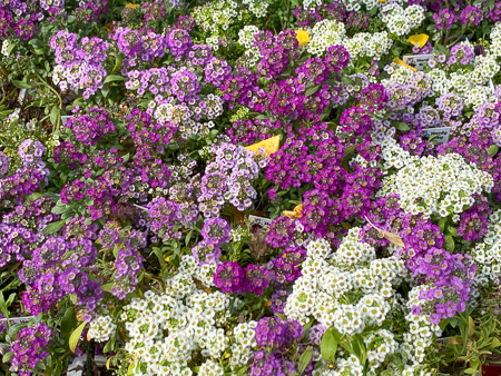 Jericho Nursery | FALL is in the AIR Jericho Nursery | FALL is in the AIR