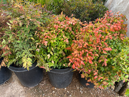 Jericho Nursery | FALL is in the AIR Jericho Nursery | FALL is in the AIR