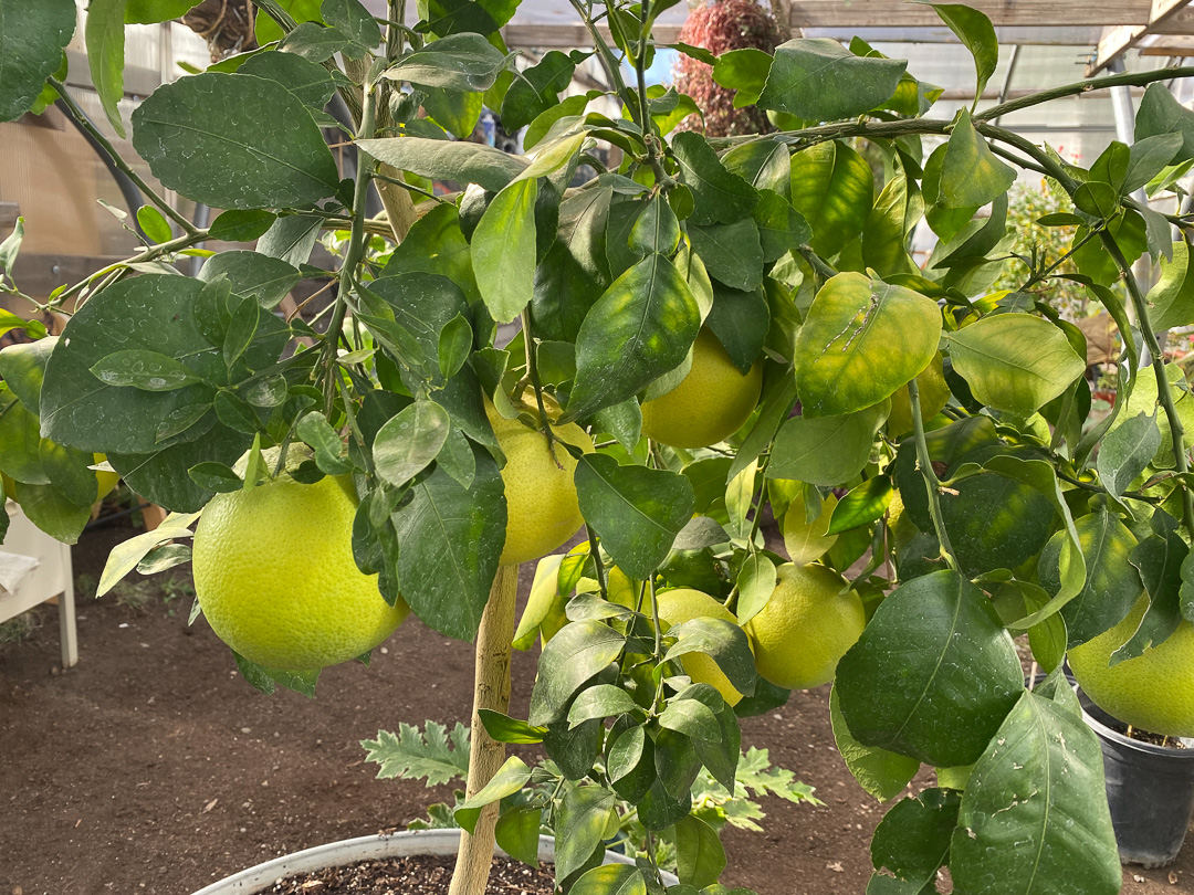 Jericho Nursery | GRAPEFRUIT as big as PUMPKINS?