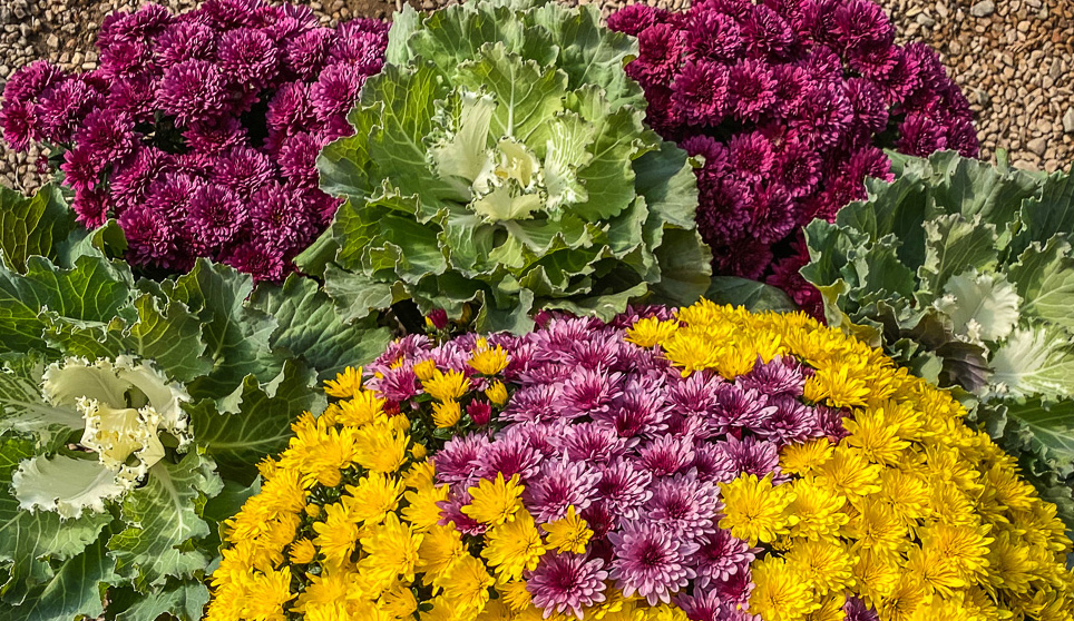 Jericho Nursery | Getting SERIOUS now… COLOR and SAVINGS!