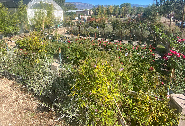 Jericho Nursery | Lush and Green are Fall and WINTER colors!